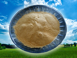 Beer yeast powder
